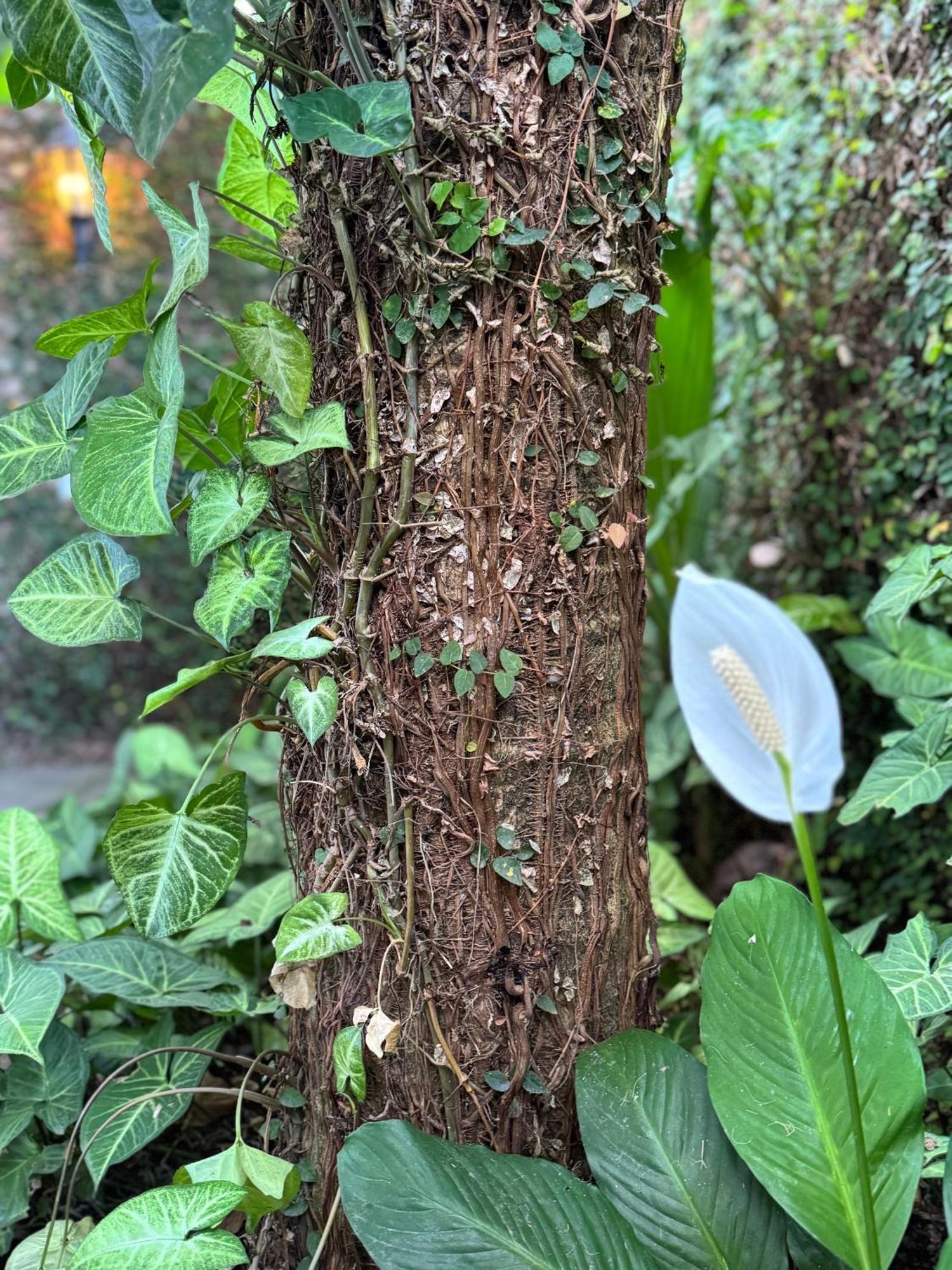 Pouso Sabia Suites Parati Esterno foto